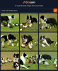 border collie herding ducks